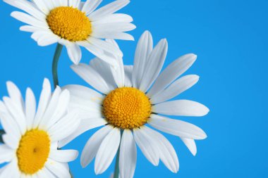 Mavi arka planda güzel papatya çiçekleri