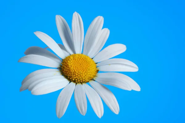 Piękny stokrotka kwiat na niebieskim tle — Zdjęcie stockowe