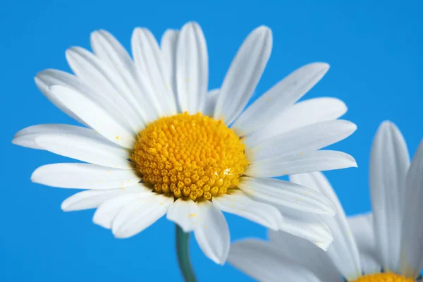 Piękne stokrotki kwiaty na niebieskim tle — Zdjęcie stockowe