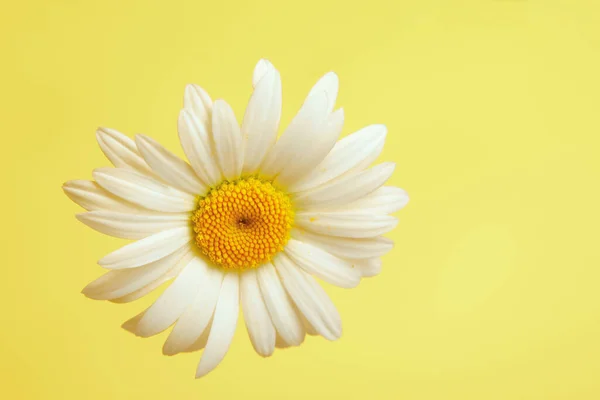 Piękny stokrotka kwiat na żółtym tle — Zdjęcie stockowe