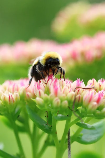 Bright macro shoot of the bumblebee sitting on the colourful flower — Stock Photo, Image