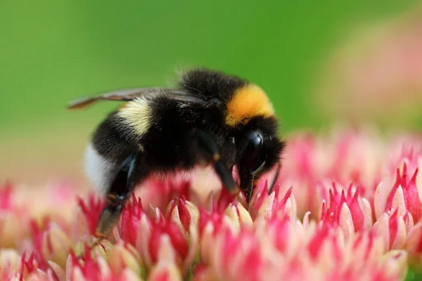 Bright macro shoot of the bumblebee sitting on the colourful flower — Stock Photo, Image