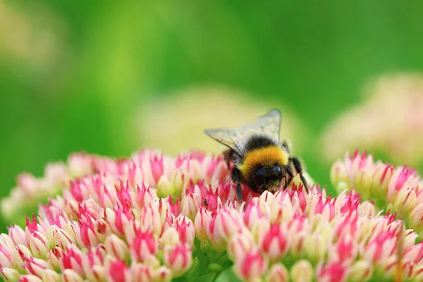 Bright macro shoot of the bumblebee sitting on the colourful flower — Stock Photo, Image