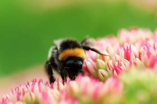 Bright macro shoot of the bumblebee sitting on the colourful flower — Stock Photo, Image