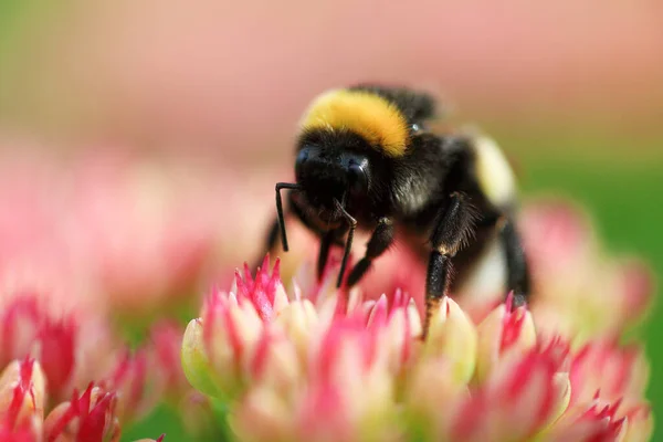 Bright macro shoot of the bumblebee sitting on the colourful flower — Stock Photo, Image