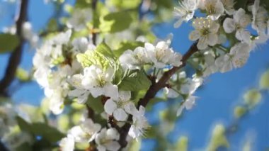 Elma ağacı çiçeği.