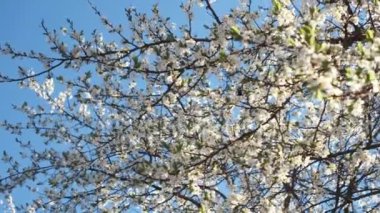 Bahar kiraz çiçeği