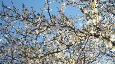 Bahar kiraz çiçeği