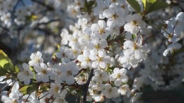 Elma ağacı çiçeği.