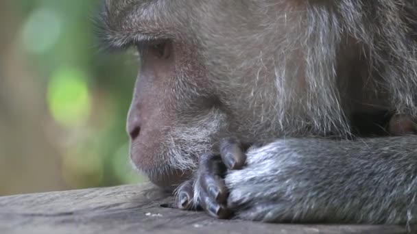 Macaco engraçado com close up — Fotografias de Stock © watman #70252579