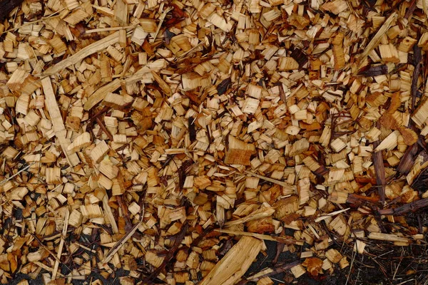 Background Pile Fresh Wooden Sawdust — Stock Photo, Image