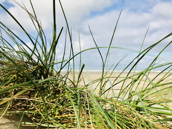green grass in the dunes close-up, beach on a sunny day, dunes, blue sky, sun