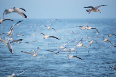 Hollanda deniz uçan martılar