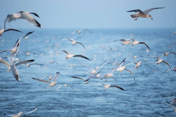 Gaivotas Voando Acima Mar Nos Países Baixos — Fotografia de Stock