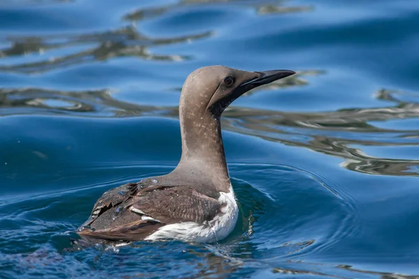 Guillemot Uinti Meressä Englannissa — kuvapankkivalokuva