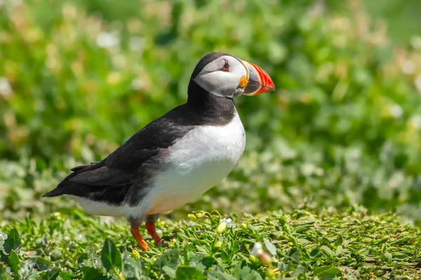 Puffin Standing Green Grass England — Stock Photo, Image