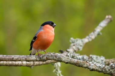 Bu küçük şirin kuş, golden finch, dal yeşil bir arka plan ile oturuyor