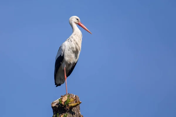 Stork Con Plumas Negras Blancas Pie Sobre Árbol —  Fotos de Stock