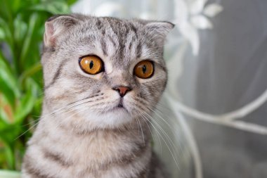 İskoç fold doğurmak genç gri kedi