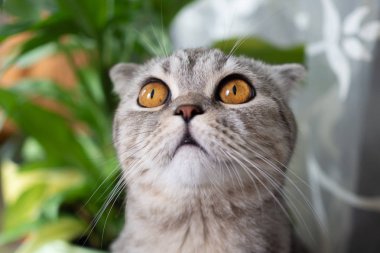 İskoç fold doğurmak genç gri kedi