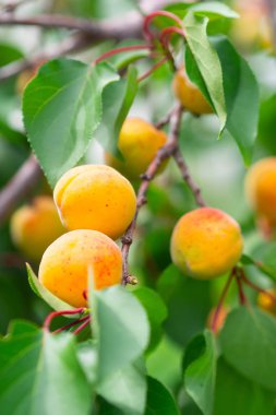 Dikey yaz güneş ışınlarının bir ağaçta olgun kayısı.