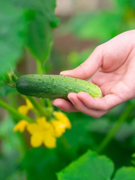 Olgun salatalık bir el. Hasat.