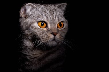 Siyah arka planda İskoç gri bir kedinin portresi.