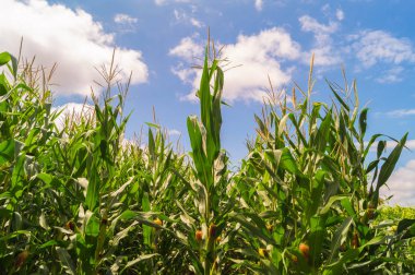 Esnek Mısır tarlasında güneşli gün