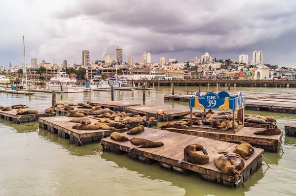 Leoni marini Pier 39 e skyline di San Francisco — Foto Stock