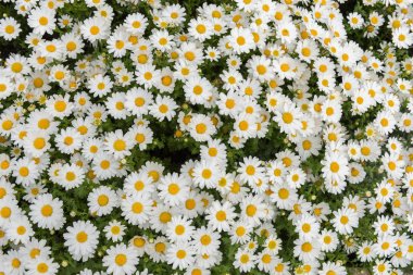 Daisy, papatya çiçeği. Güzel papatya arka plan.