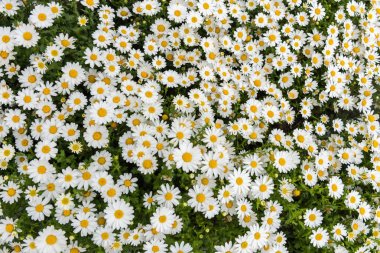 Daisy, papatya çiçeği. Güzel papatya arka plan.