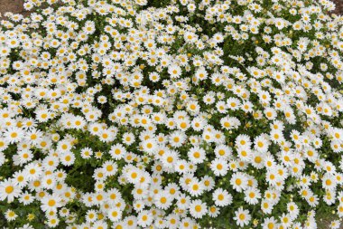 Daisy, papatya çiçeği. Güzel papatya arka plan.