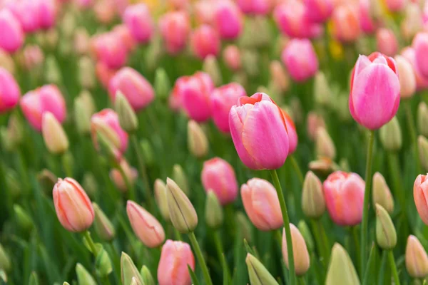 Rosa Tulpe Schönen Hintergrund — Stockfoto