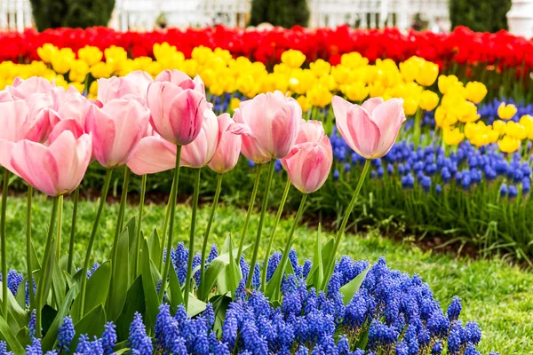 Цветные Тюльпаны Саду Тюльпанов Розовый Желтый Красный Тюльпаны — стоковое фото