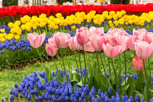 Цветные тюльпаны в саду тюльпанов. Розовый, желтый и красный тюльпаны
.