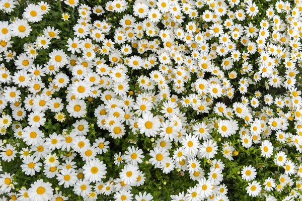 Daisy, papatya çiçeği. Güzel papatya arka plan.