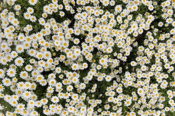 Daisy Chamomile Flower Beautiful Daisy Background — Stock Photo, Image