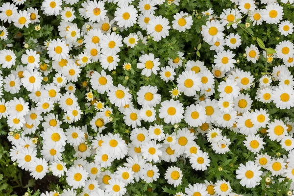 Daisy Kamomill Blomma Vacker Daisy Bakgrund — Stockfoto