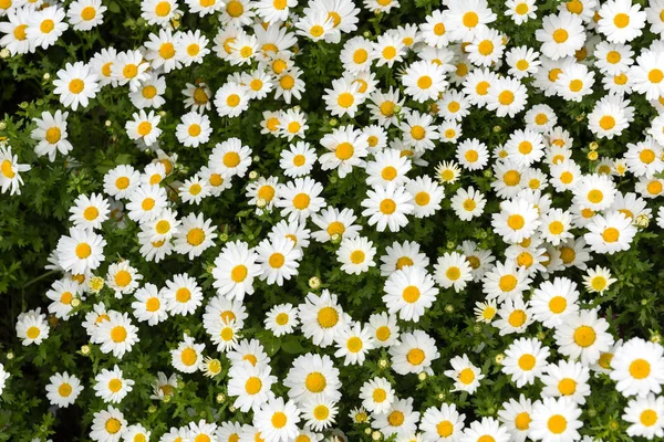 Daisy Papatya Çiçeği Güzel Papatya Arka Plan — Stok fotoğraf