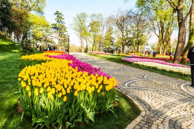ISTANBUL, TURKEY - APRIL 10, 2019: Istanbul Tulip Festival in Emirgan Park. Colorful tulips in the garden. Istanbul, Turkey. clipart
