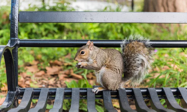 Esquilo Central Park Nova Iorque Eua — Fotografia de Stock