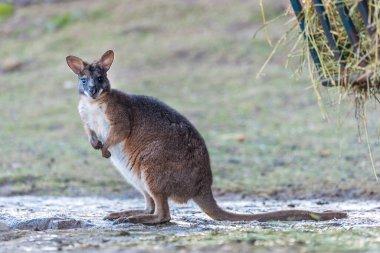 Hayvanat bahçesindeki Parma Wallaby. Belgrad Şehri, Sırbistan. 