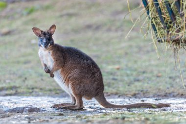 Parma Wallaby in Zoo. Belgrade City, Serbia.  clipart