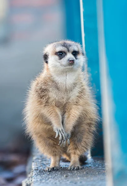 Meerkat Zoo Belgrad City Serbien — Stockfoto