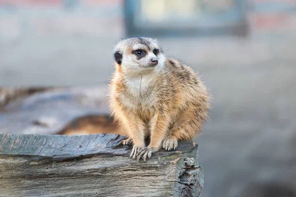 Erdmännchen Zoo Belgrad City Serbien — Stockfoto