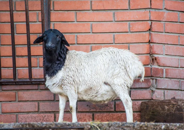 Ovejas Cabeza Negra Zoológico Ciudad Belgrado Serbia — Foto de Stock