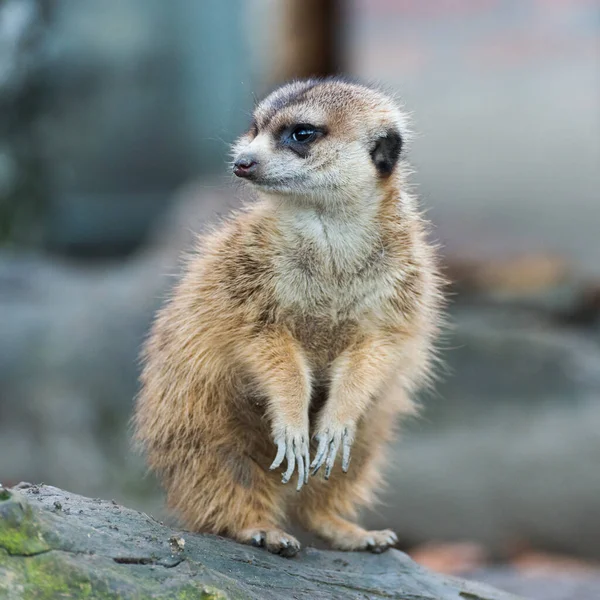 Erdmännchen Zoo Belgrad City Serbien — Stockfoto