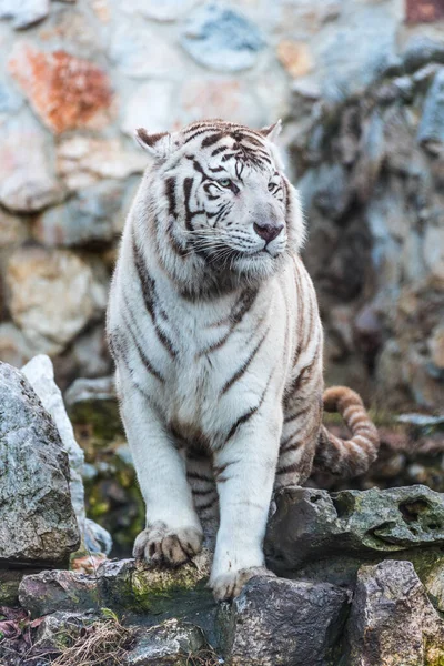 Bílý Bengálský Tygr Zoo Bělehrad Srbsko — Stock fotografie