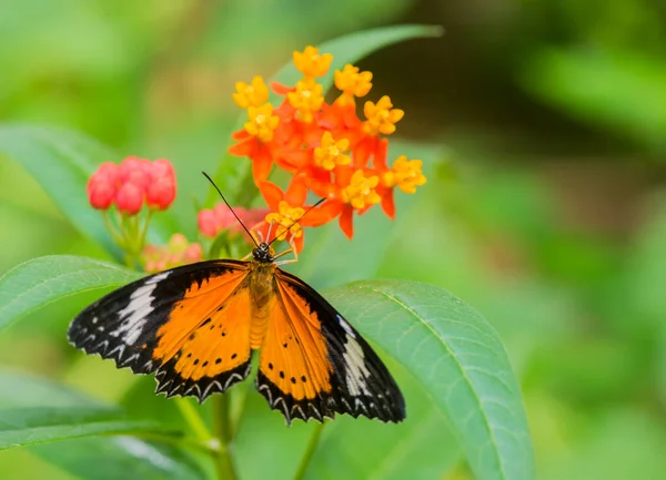 Pomarańczowy Monarcha Motyl Kwiatach — Zdjęcie stockowe
