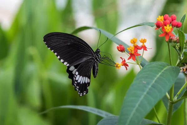 Beau Papillon Dans Nature — Photo